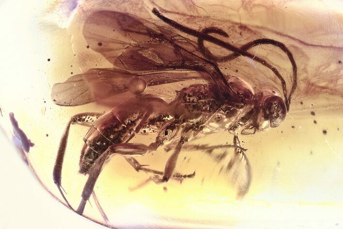 Detailed Fossil Spider Wasp (Pompilidae) In Baltic Amber #325363